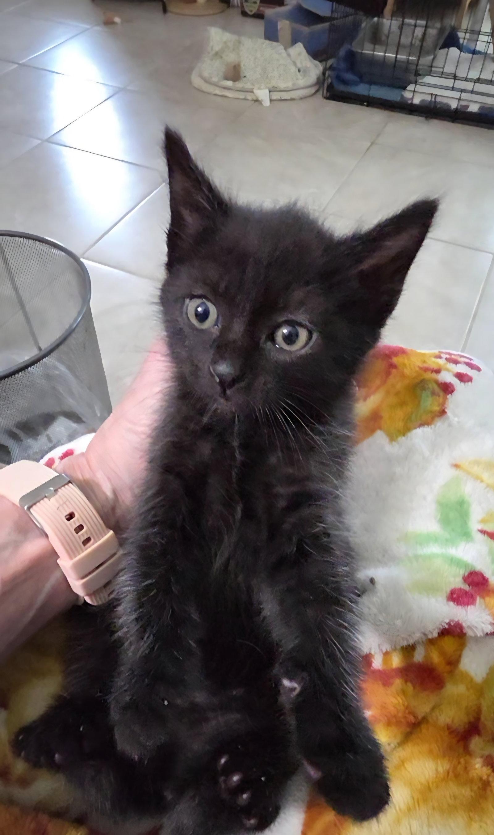 Leander, a Adopted mixed breed in Magnolia Springs, AL image 3/3