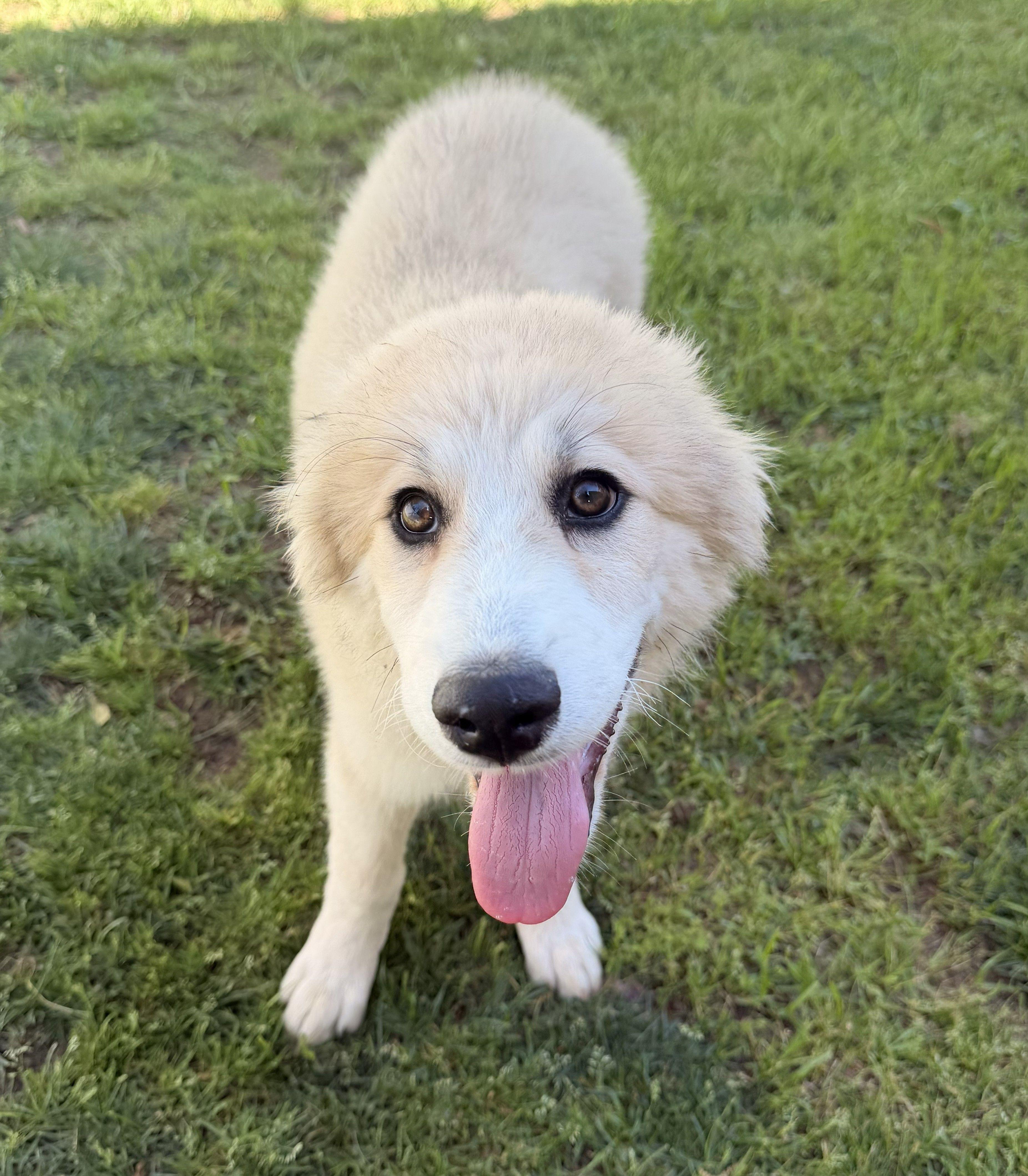 Enlarge Ava April, a ADOPTABLE Great Pyrenees in Atlanta, GA image 2/6