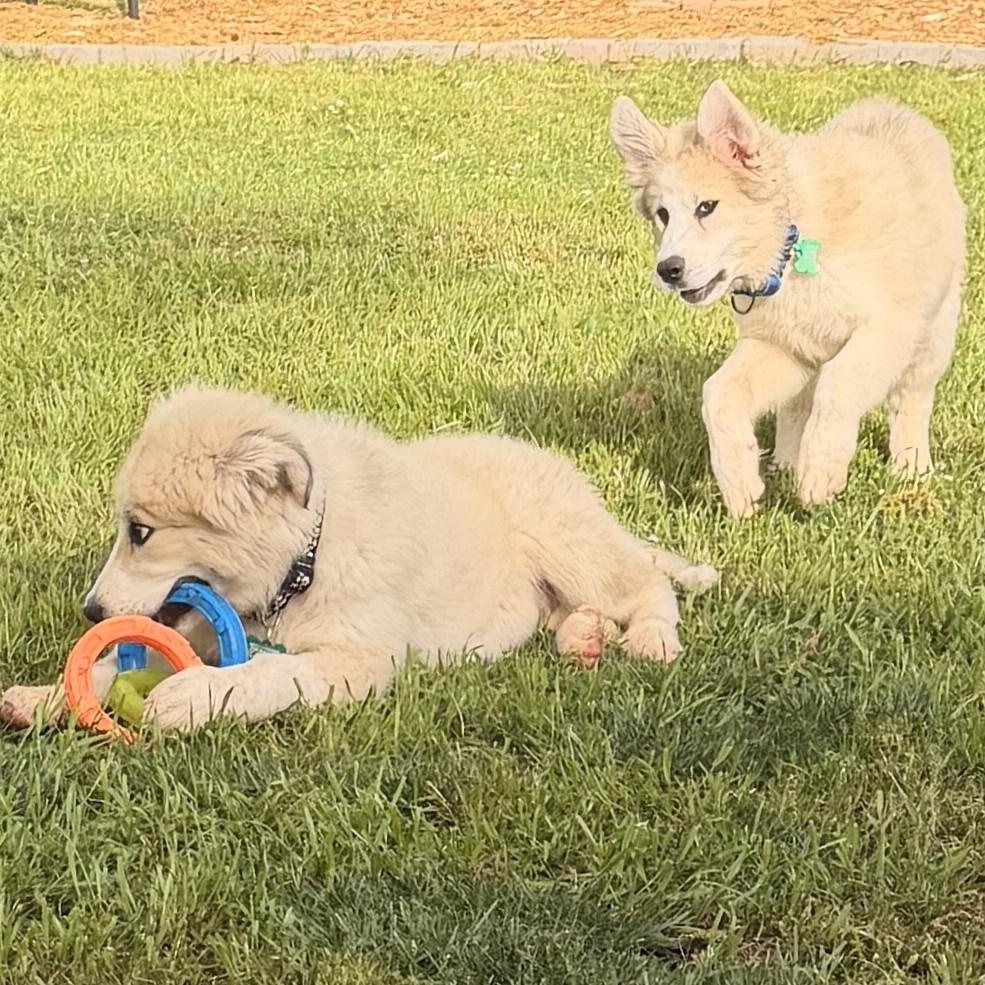 Enlarge Ava April, a ADOPTABLE Great Pyrenees in Atlanta, GA image 6/6