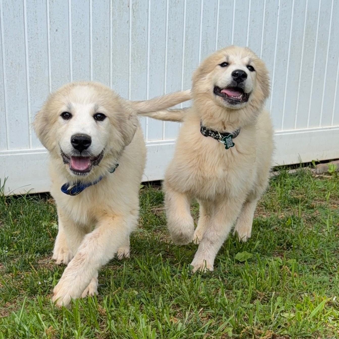 Enlarge Ava April, a ADOPTABLE Great Pyrenees in Atlanta, GA image 3/6