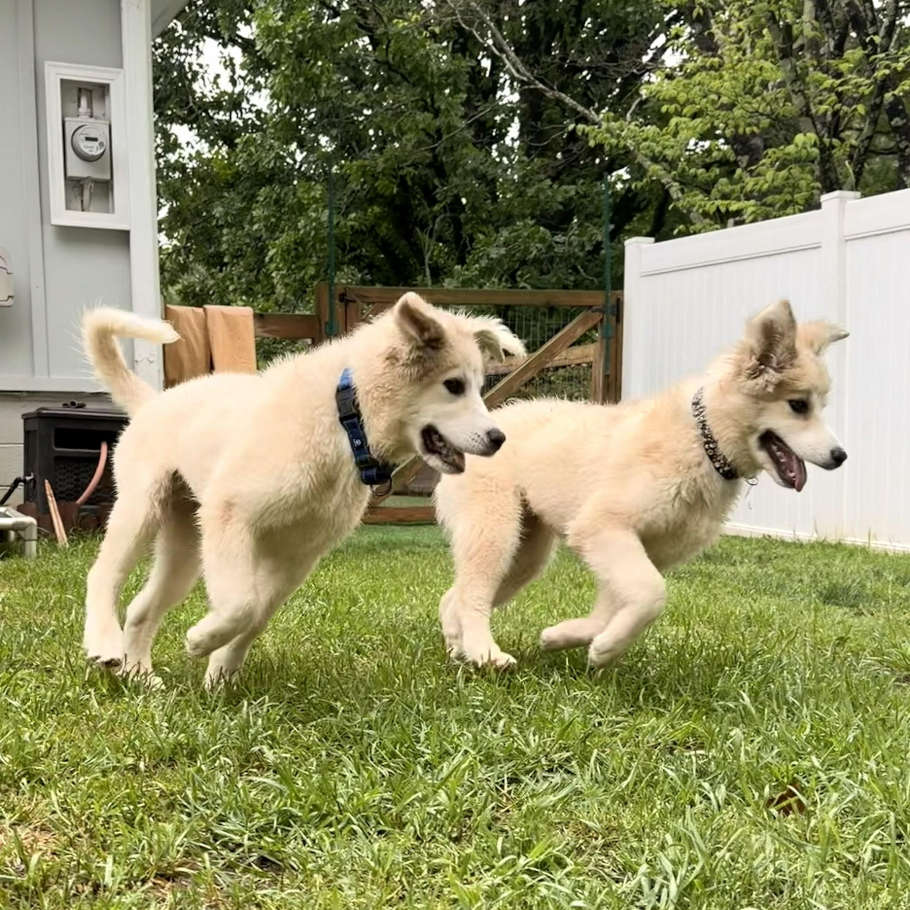 Enlarge Ava April, a ADOPTABLE Great Pyrenees in Atlanta, GA image 5/6