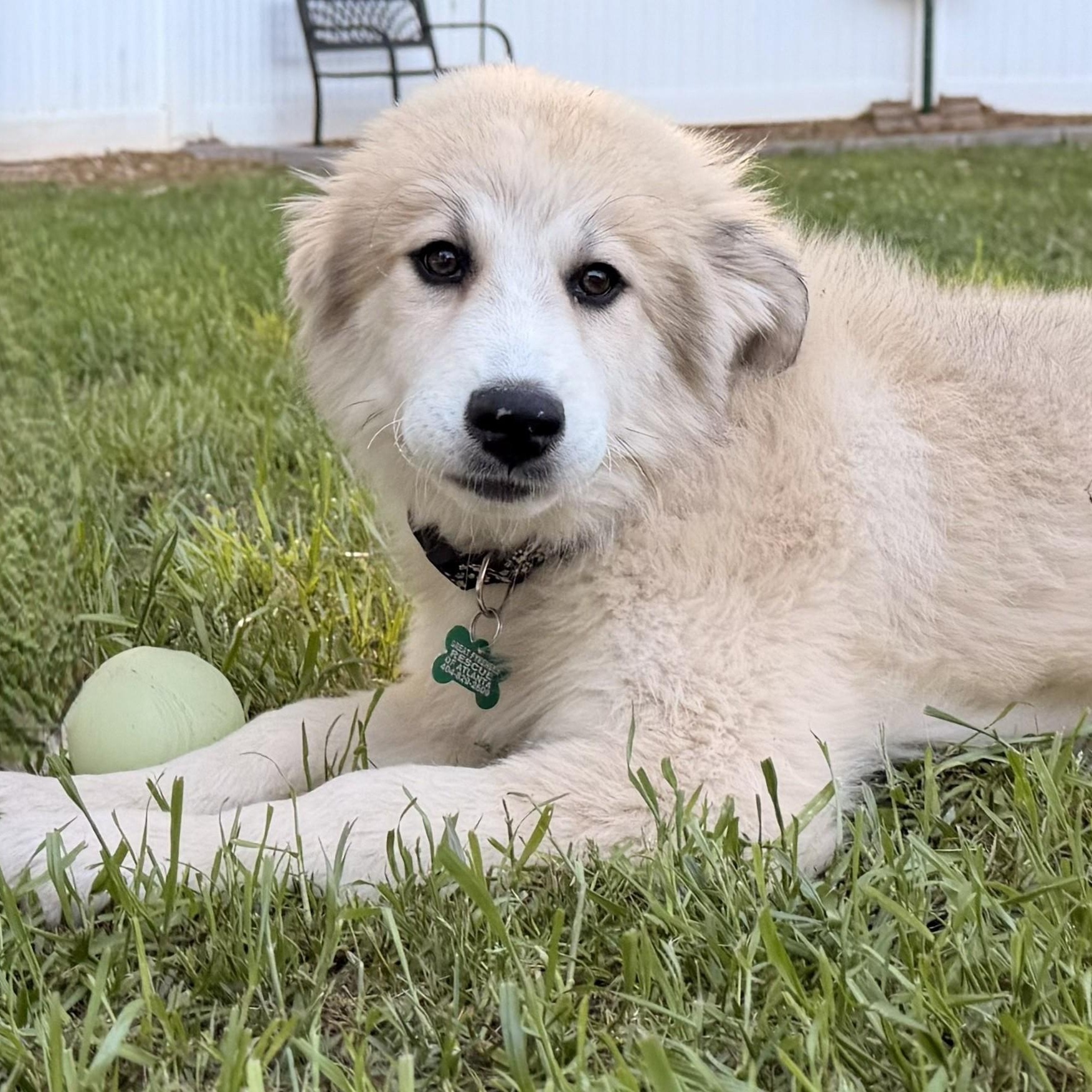 Ava April, ADOPTABLE, Young Female Great Pyrenees.