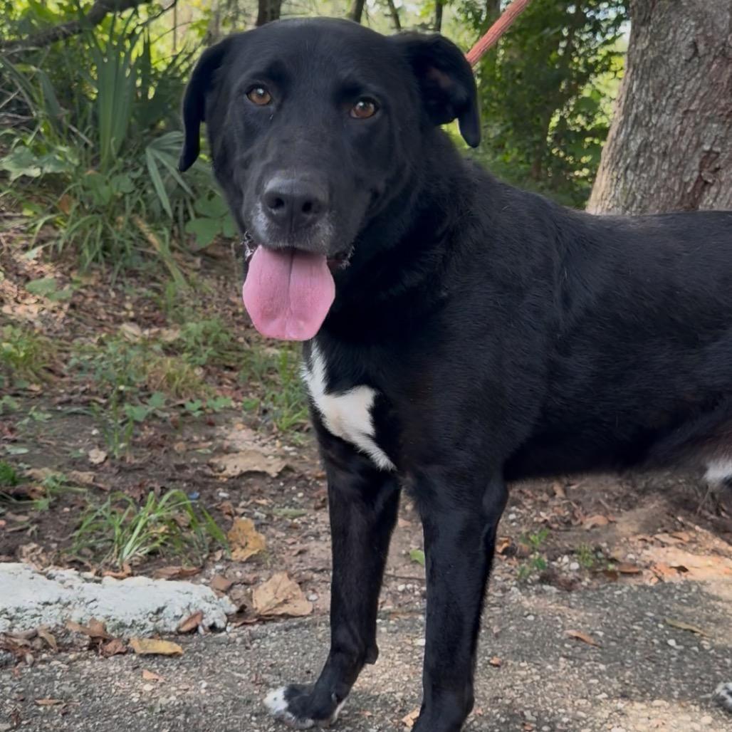 Honk, Adoptable, Adult Male Black Labrador Retriever & Mixed Breed.