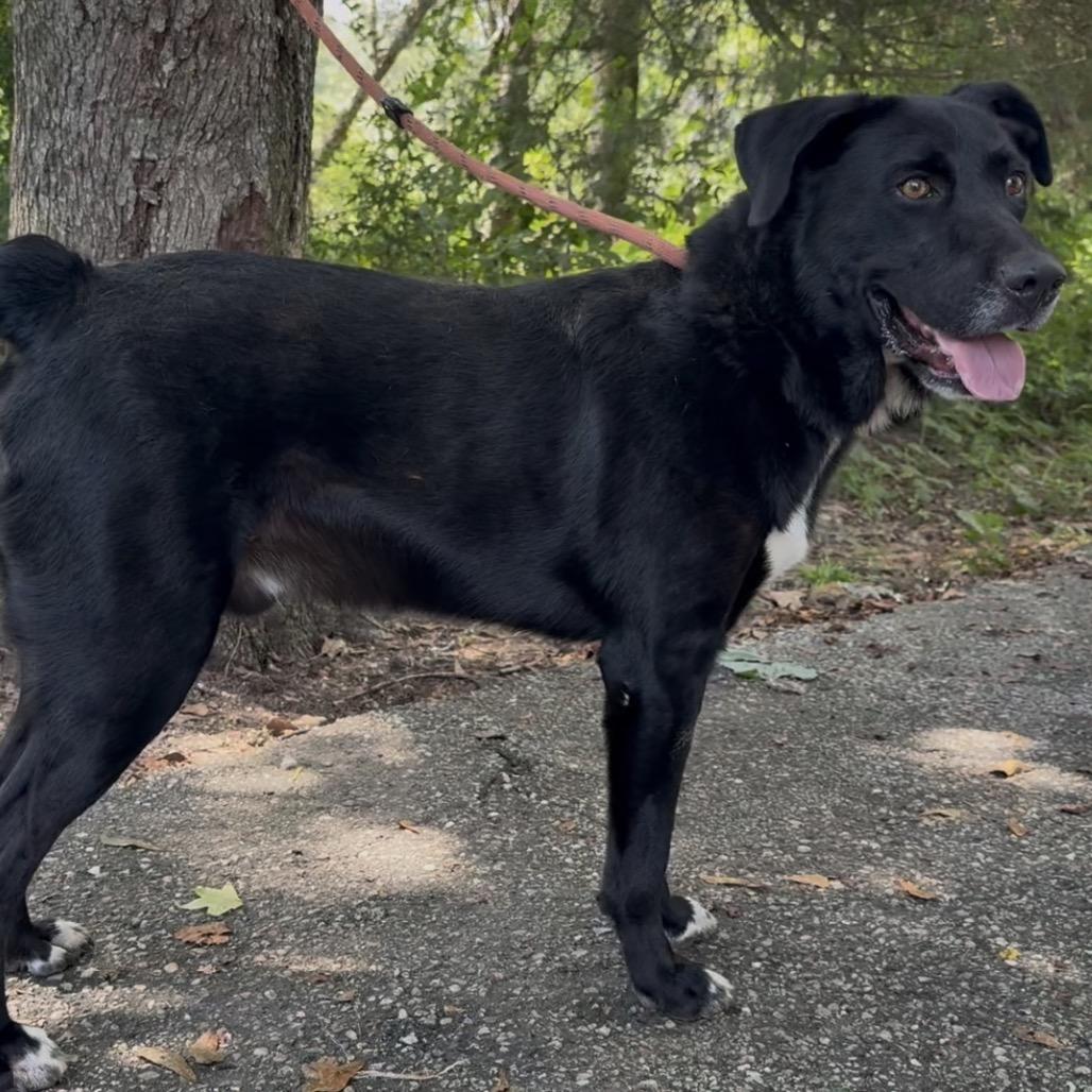 Enlarge Honk, a Adoptable mixed breed in Monroeville, AL image 2/6