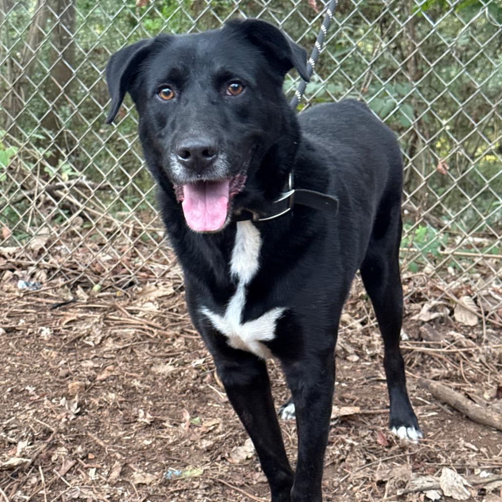 Enlarge Honk, a Adoptable mixed breed in Monroeville, AL image 3/6