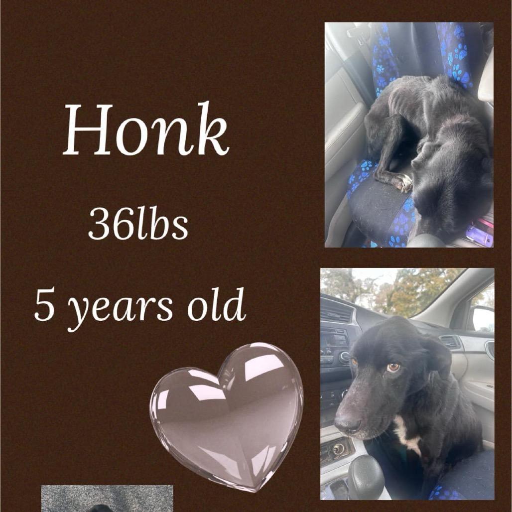 Enlarge Honk, a Adoptable mixed breed in Monroeville, AL image 4/6