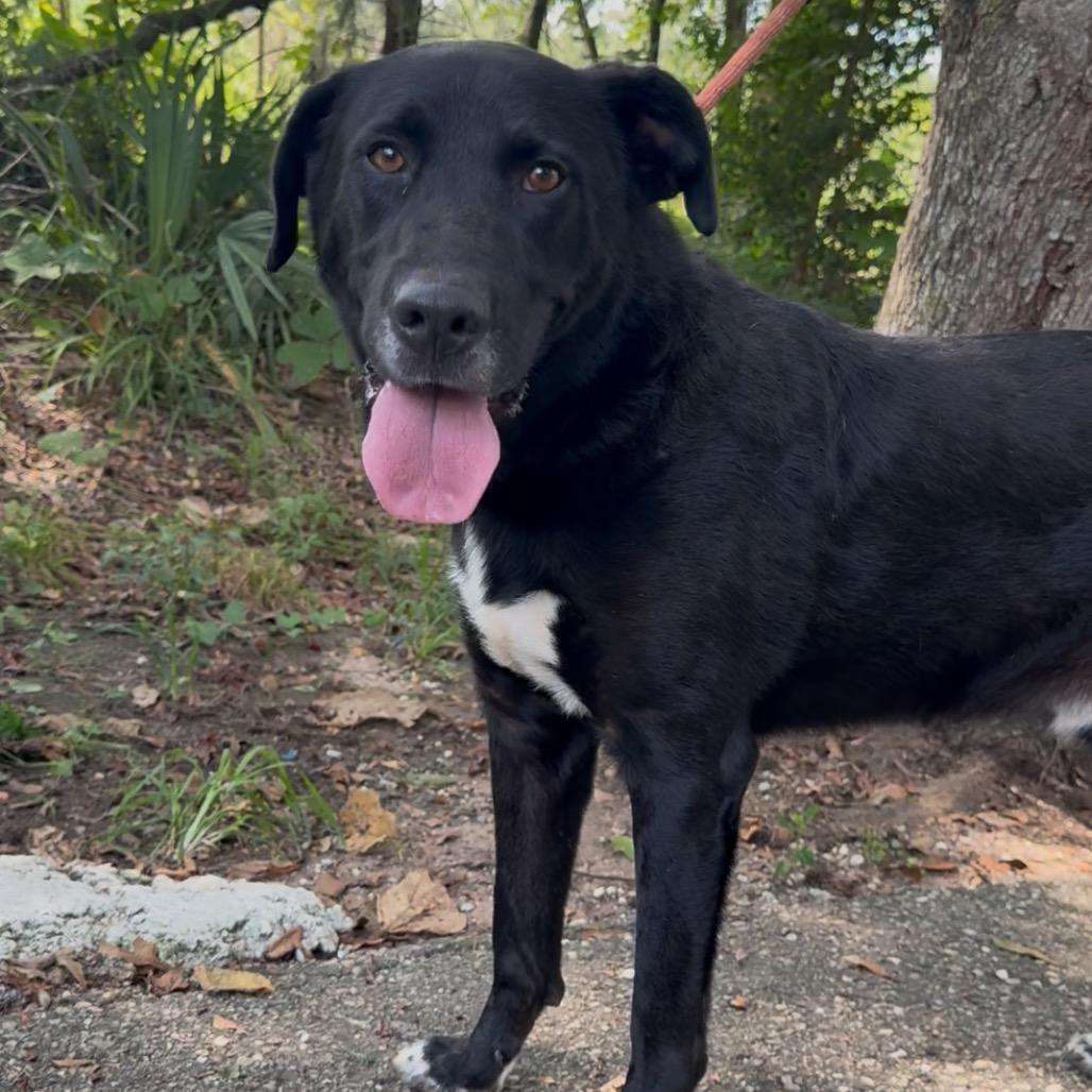 Enlarge Honk, a Adoptable mixed breed in Monroeville, AL image 5/6