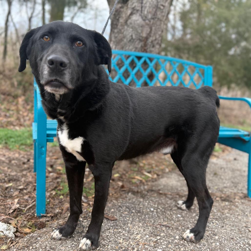 Enlarge Honk, a Adoptable mixed breed in Monroeville, AL image 6/6