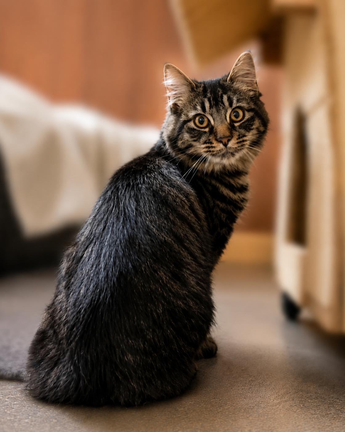 Hoppy, a ADOPTABLE Domestic Long Hair in Kent, WA image 2/2