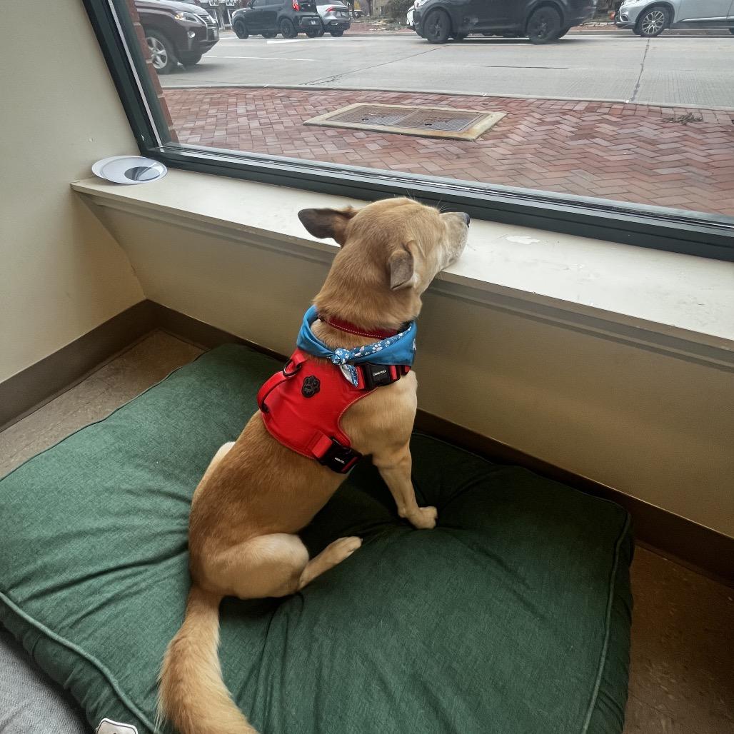 Enlarge Lionel, a Adoptable mixed breed in Mundelein, IL image 4/6