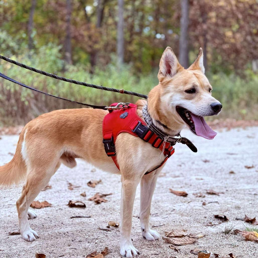 Enlarge Lionel, a Adoptable mixed breed in Mundelein, IL image 6/6