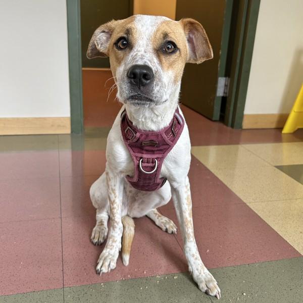 Enlarge Hunny, a Adoptable mixed breed in Dublin, CA image 1/1