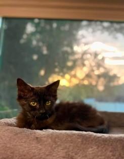 Sassy, Adopted, Young Female Domestic Long Hair.