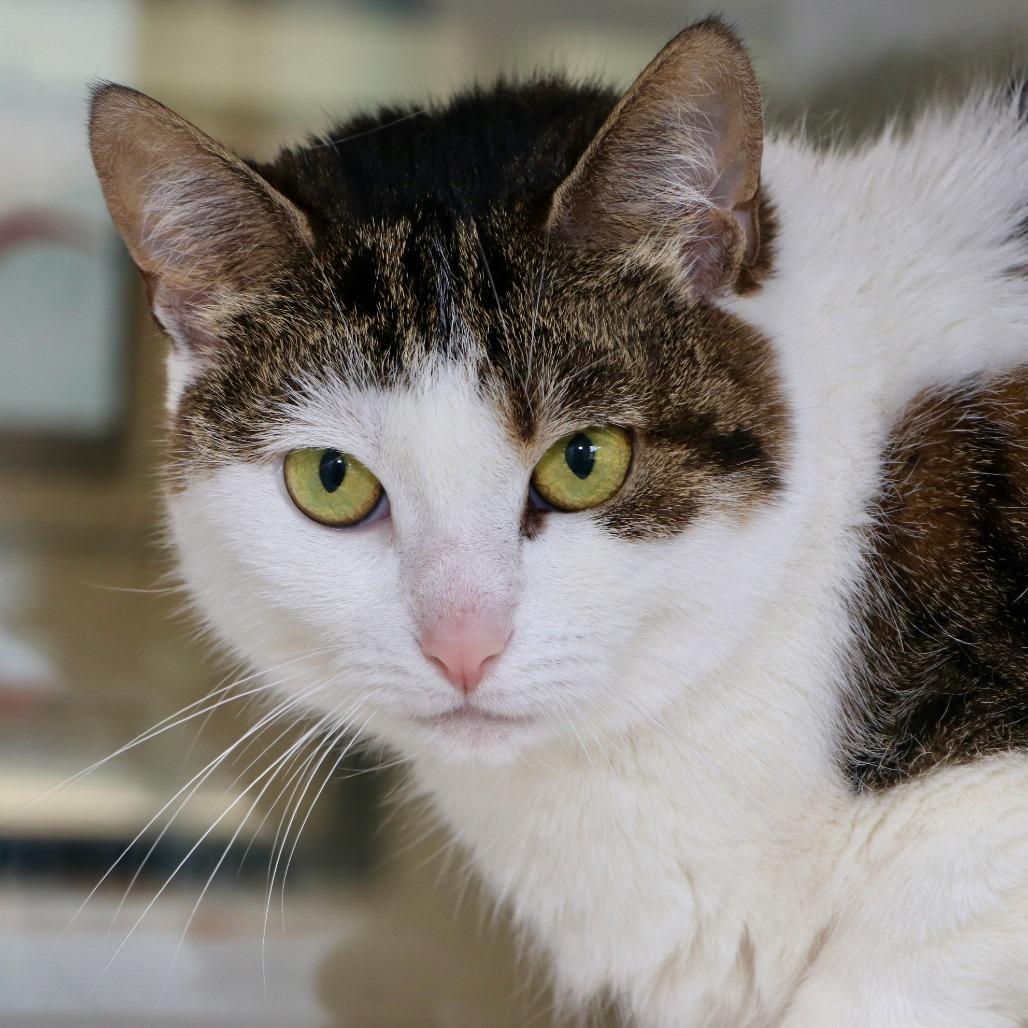 Cinnabon, Adoptable, Adult Female Domestic Short Hair.