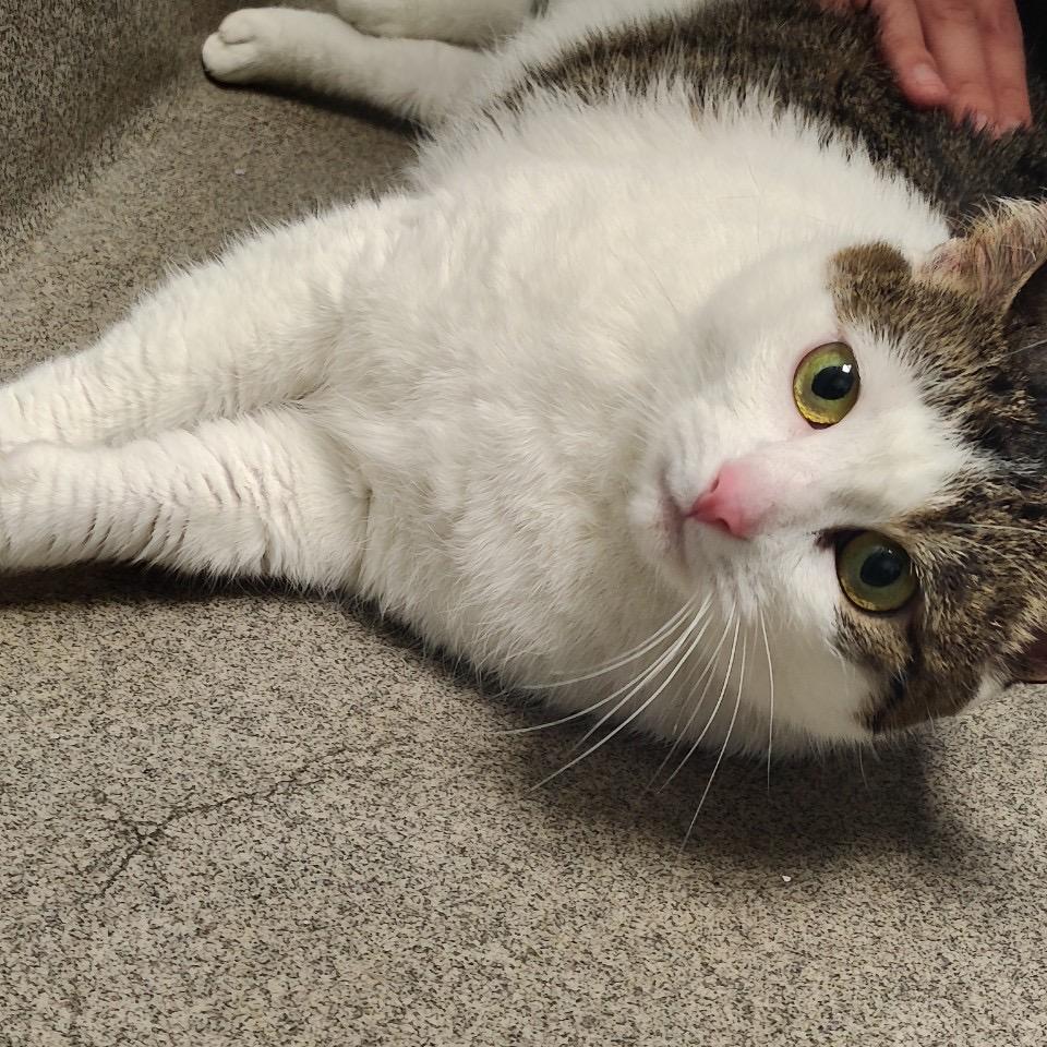 Enlarge Cinnabon, a Adoptable Domestic Short Hair in Allentown, PA image 2/2