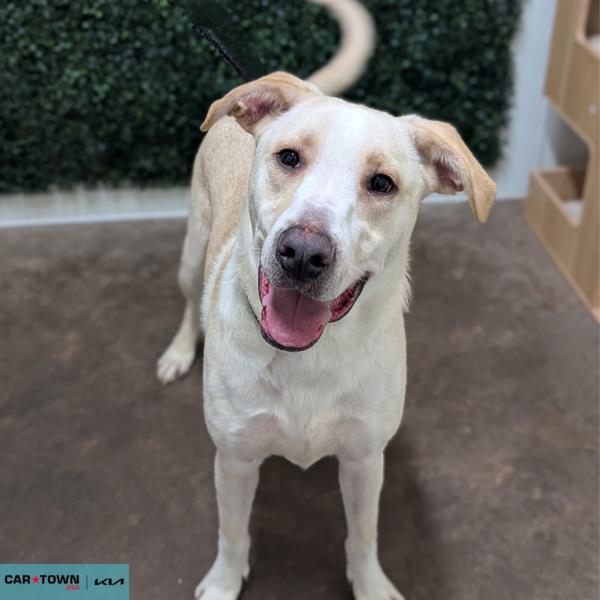 Kronos, Adoptable, Young Male Labrador Retriever & Terrier.