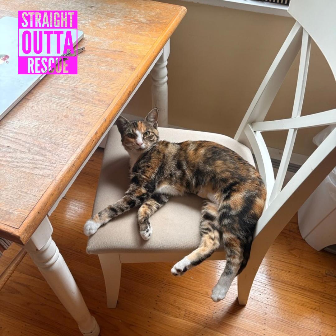 Enlarge Cleo, a Adopted Domestic Short Hair in Vancouver, BC image 6/6
