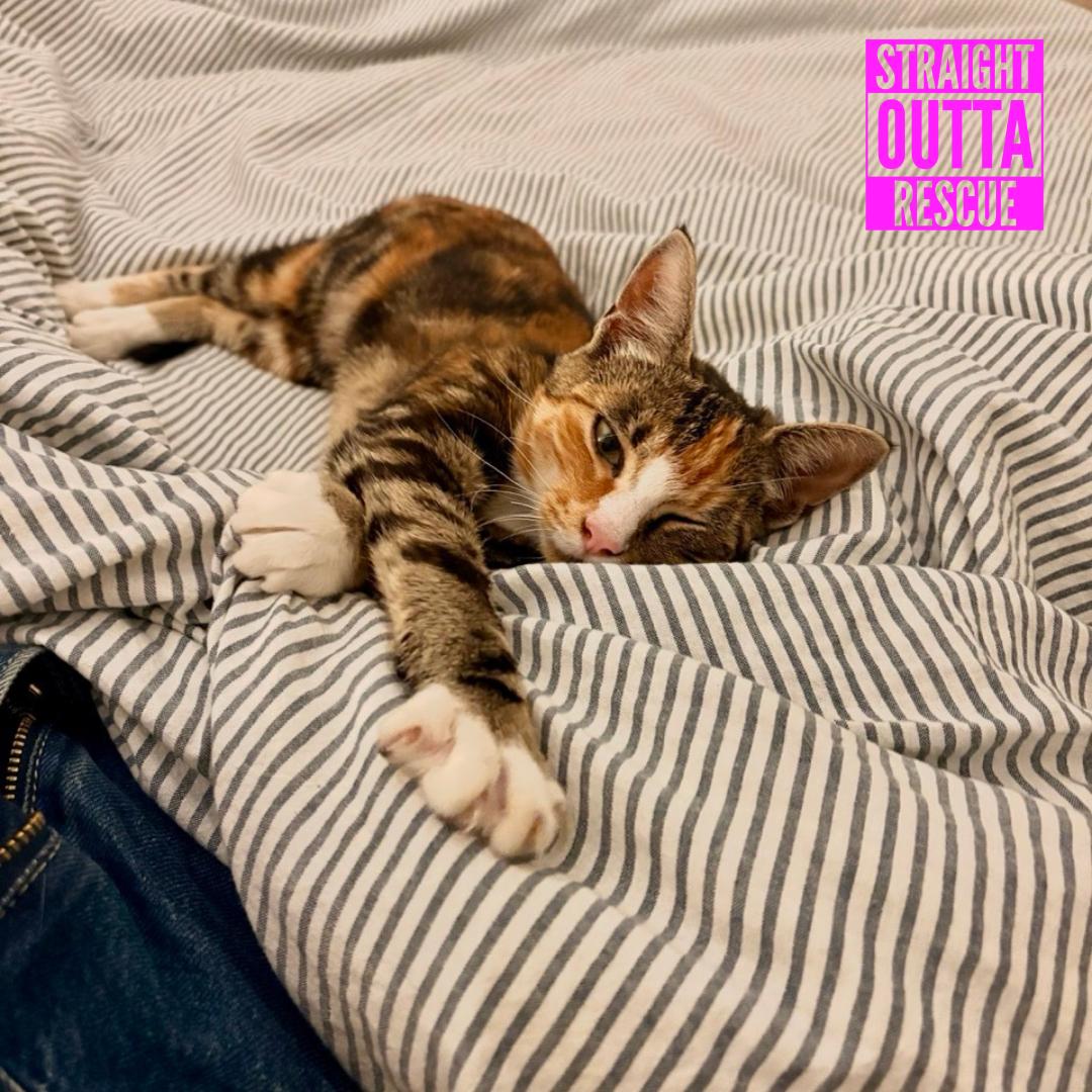 Enlarge Cleo, a Adopted Domestic Short Hair in Vancouver, BC image 2/6