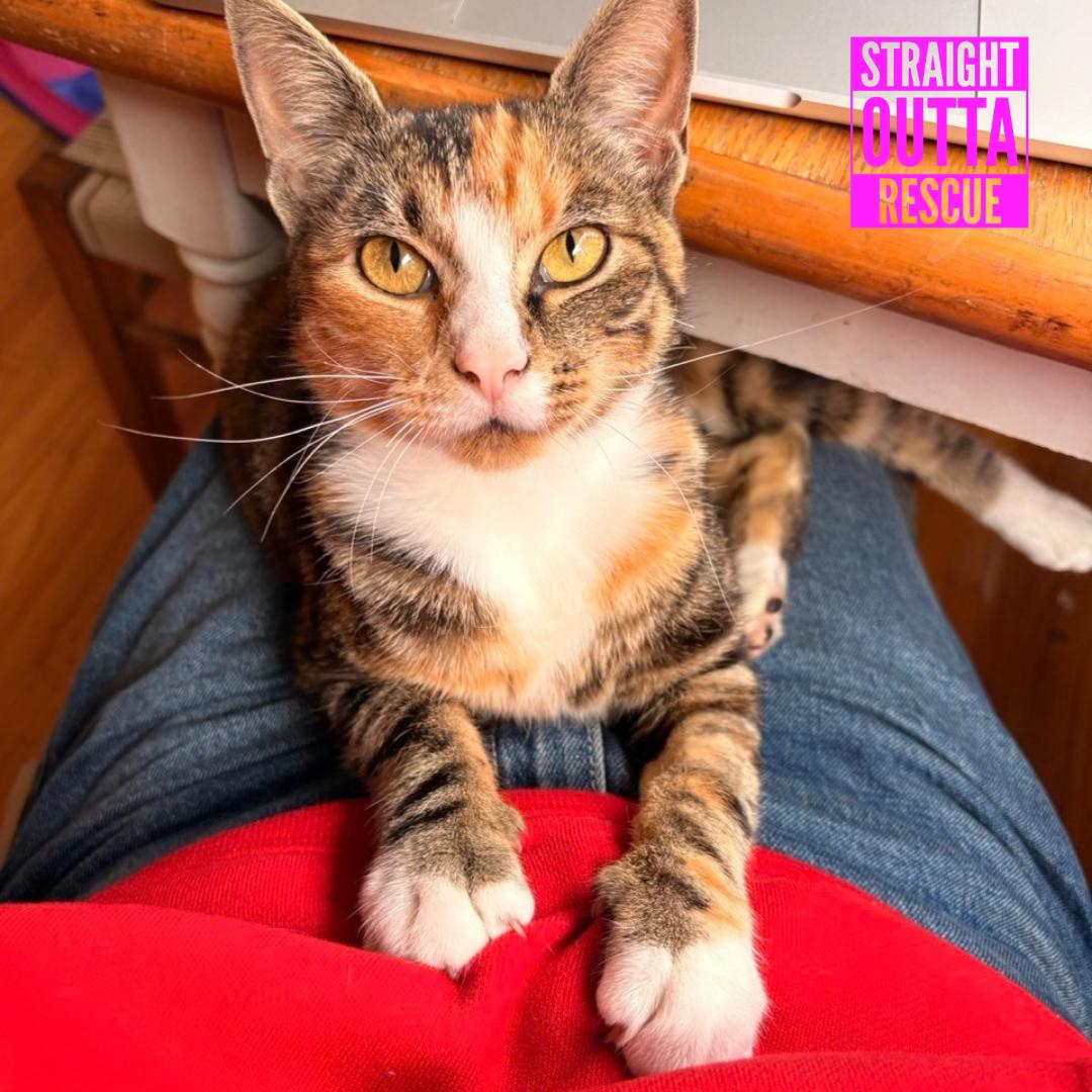 Enlarge Cleo, a Adopted Domestic Short Hair in Vancouver, BC image 1/6