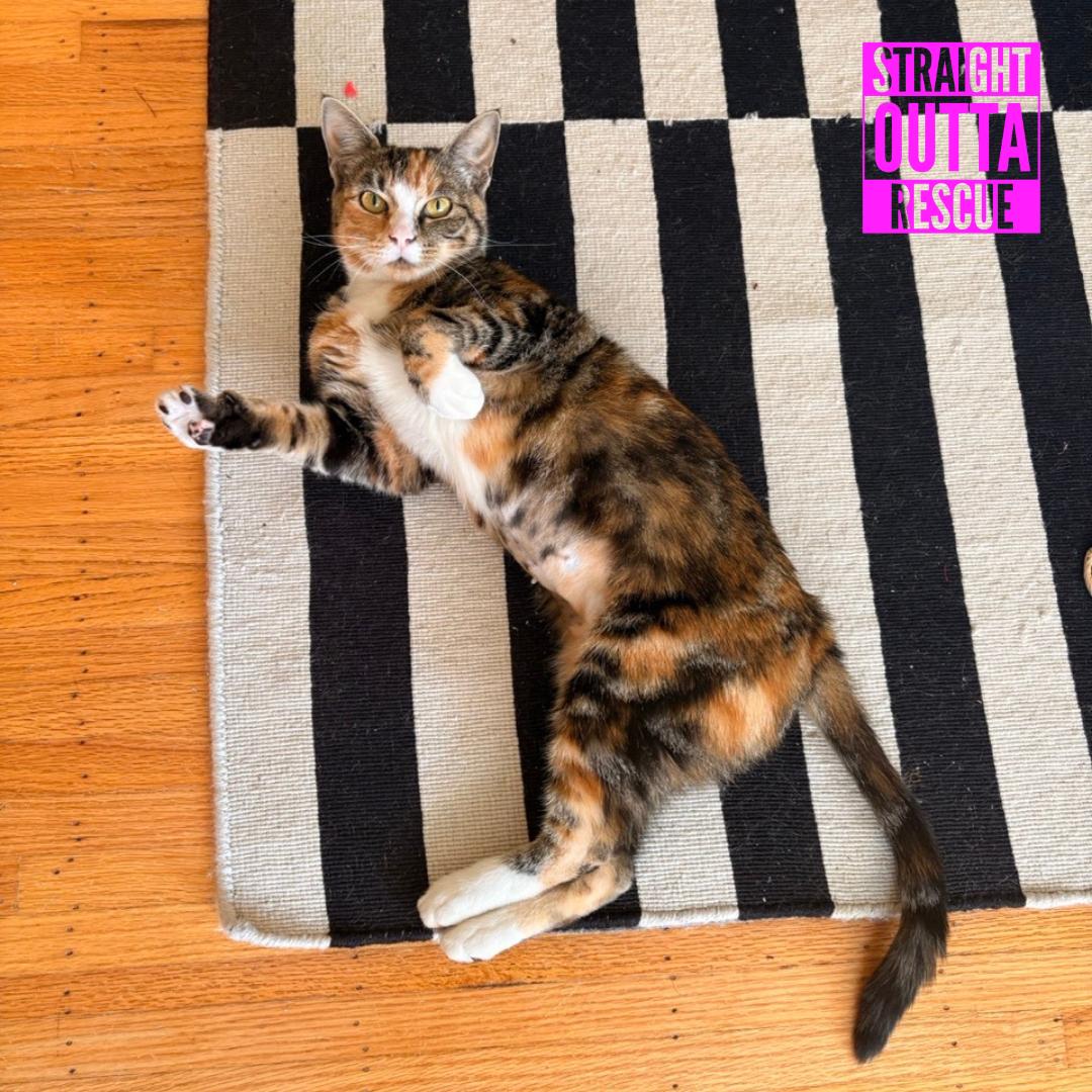 Enlarge Cleo, a Adopted Domestic Short Hair in Vancouver, BC image 4/6