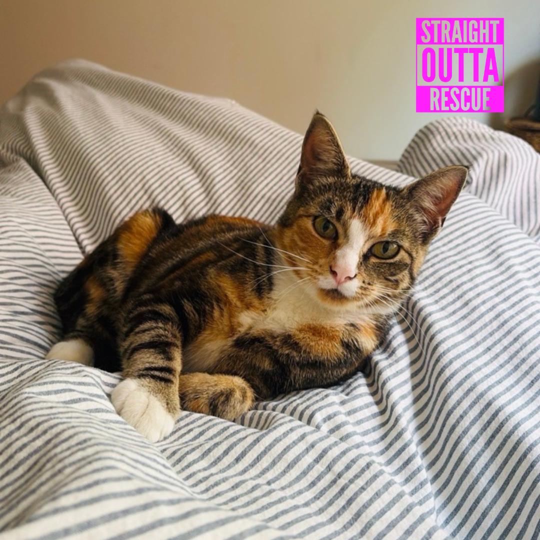 Enlarge Cleo, a Adopted Domestic Short Hair in Vancouver, BC image 3/6