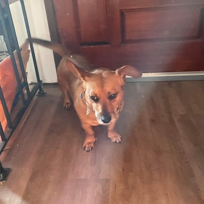 Paddington Bear, Adoptable, Adult Male Dachshund & Corgi.