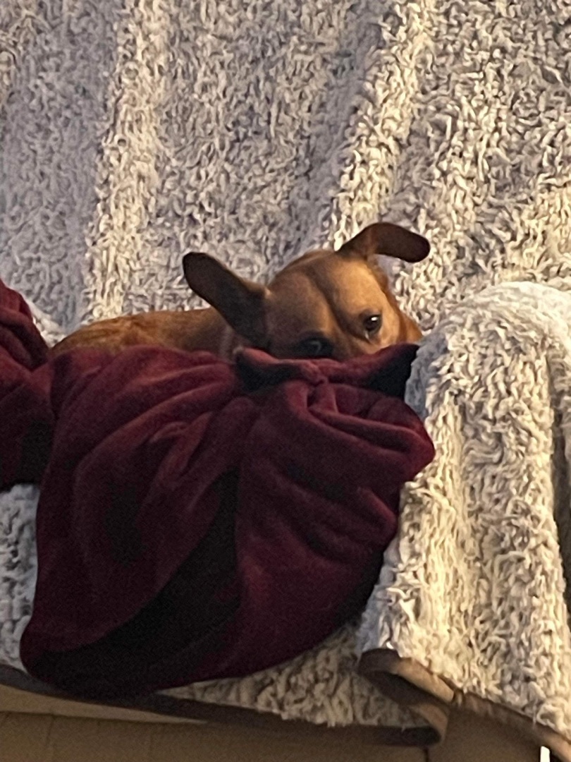 Paddington Bear, a Adoptable mixed breed in Garland, TX image 2/6