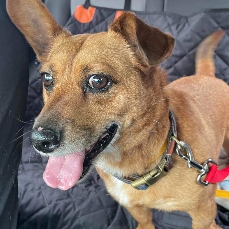 Paddington Bear, a Adoptable mixed breed in Garland, TX image 3/6