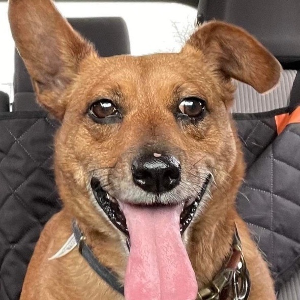 Paddington Bear, a Adoptable mixed breed in Garland, TX image 4/6