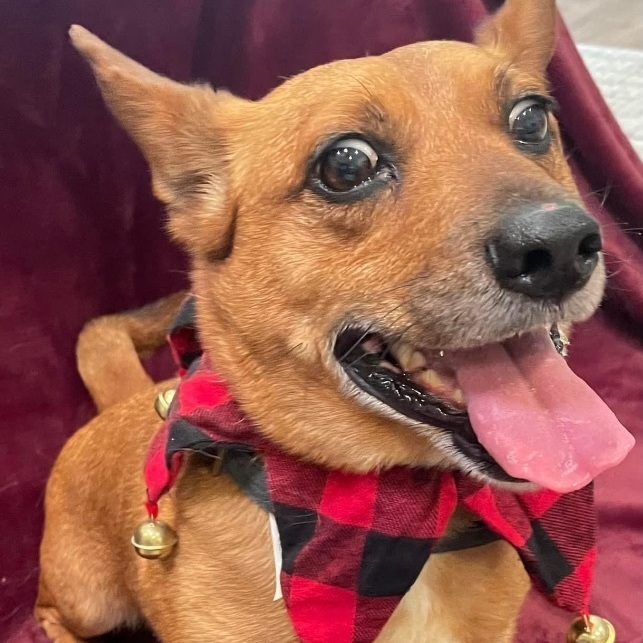 Paddington Bear, a Adoptable mixed breed in Garland, TX image 5/6