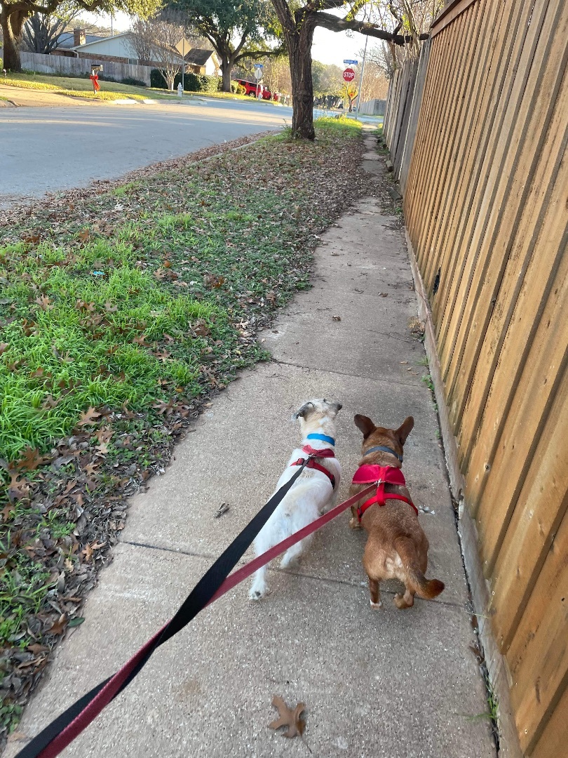 Paddington Bear, a Adoptable mixed breed in Garland, TX image 6/6