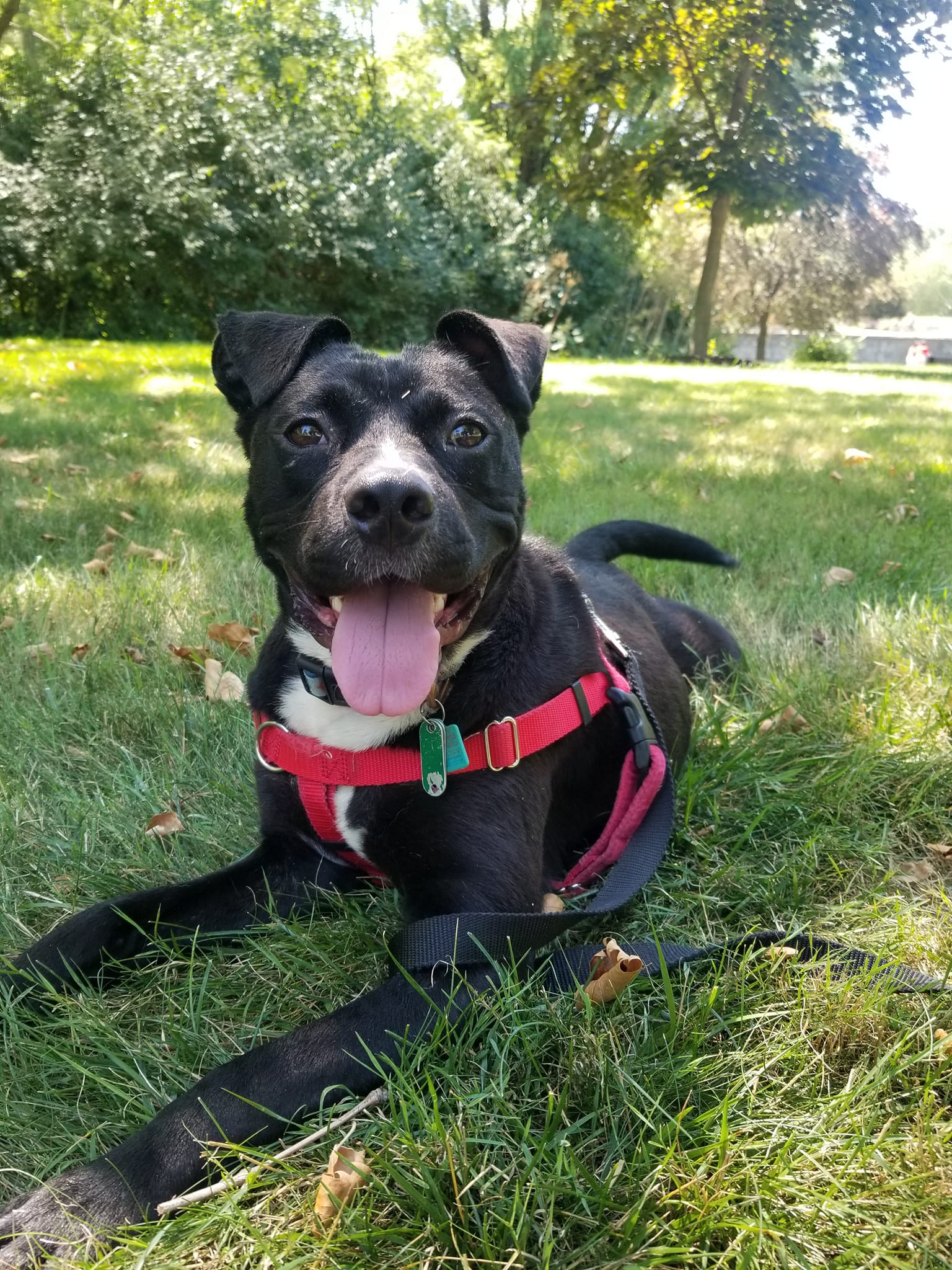 Enlarge Aslan, an adoptable mixed breed in Cleveland, OH image 2/6