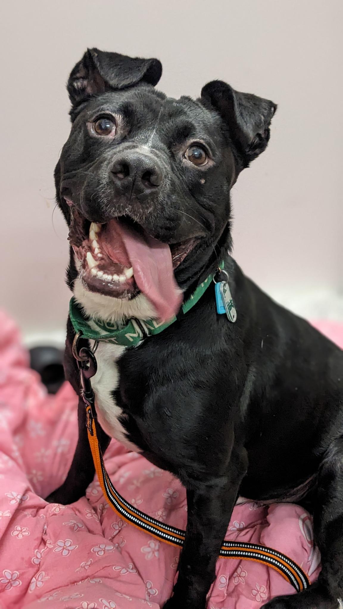 Enlarge Aslan, an adoptable mixed breed in Cleveland, OH image 5/6