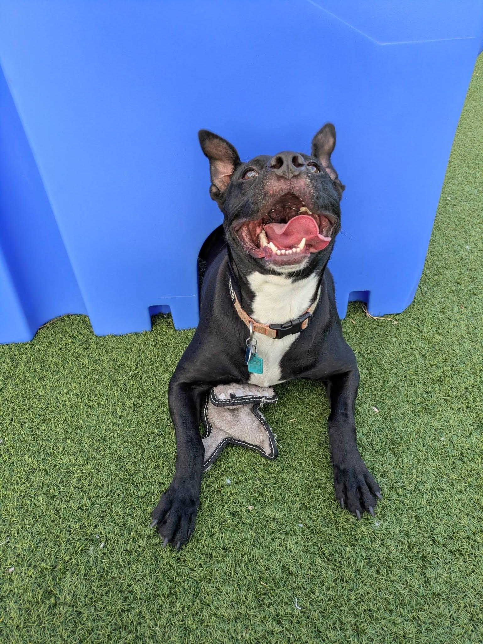 Enlarge Aslan, an adoptable mixed breed in Cleveland, OH image 1/6