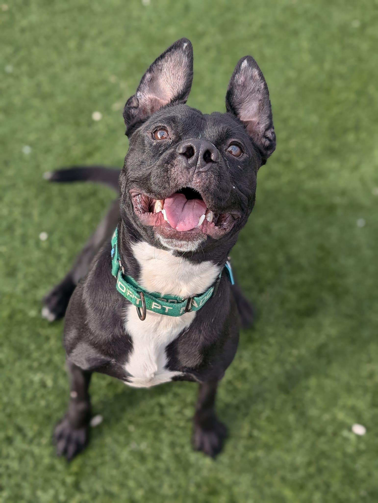 Aslan, adoptable, Young Male Pit Bull Terrier & Labrador Retriever.