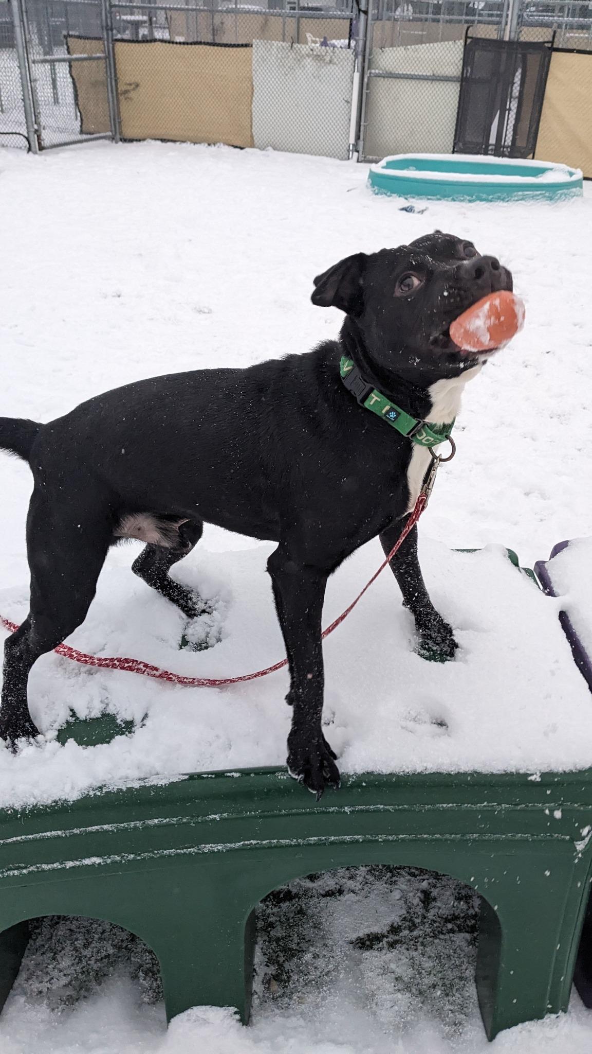 Enlarge Aslan, an adoptable mixed breed in Cleveland, OH image 4/6