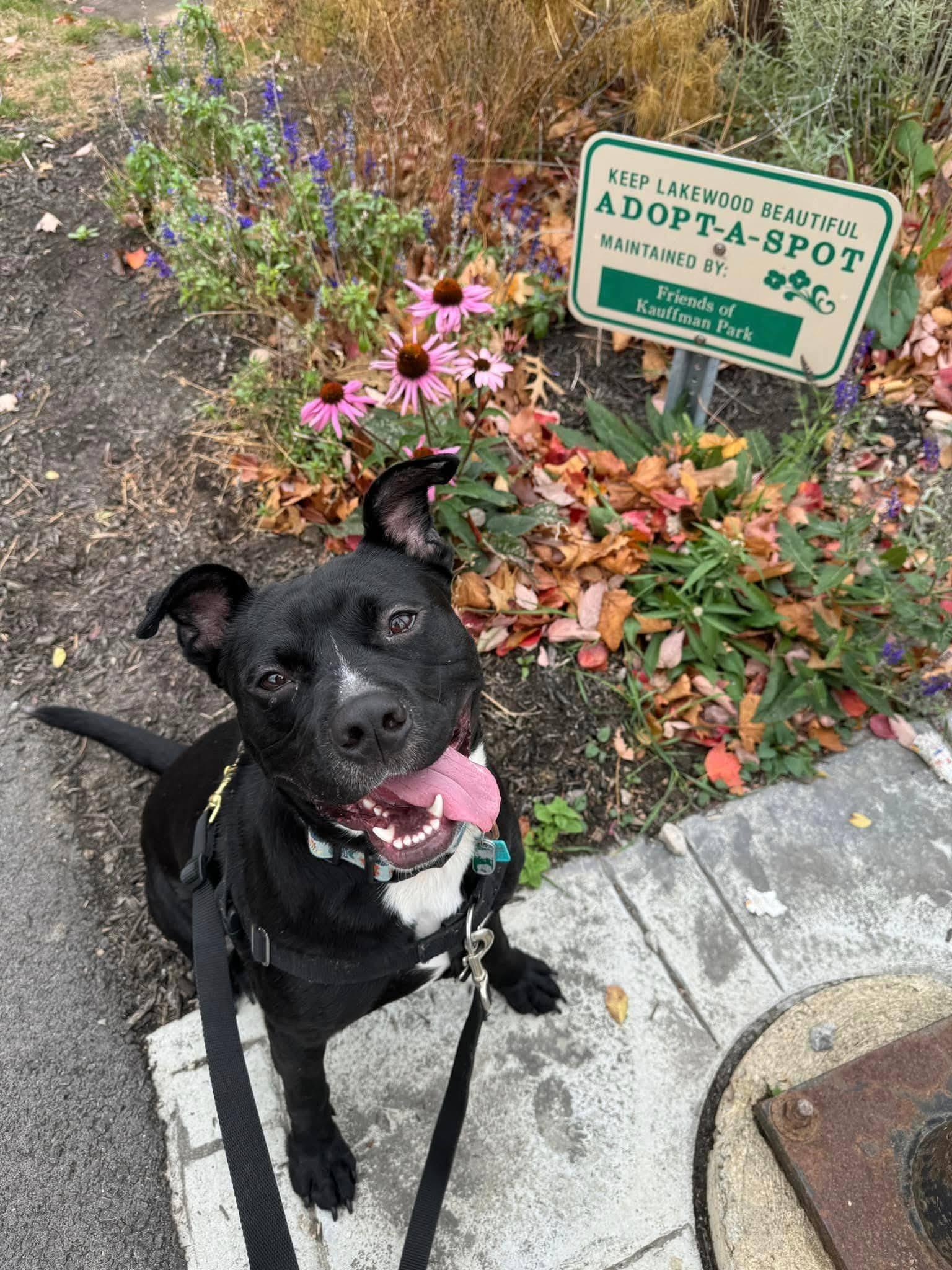 Enlarge Aslan, an adoptable mixed breed in Cleveland, OH image 6/6