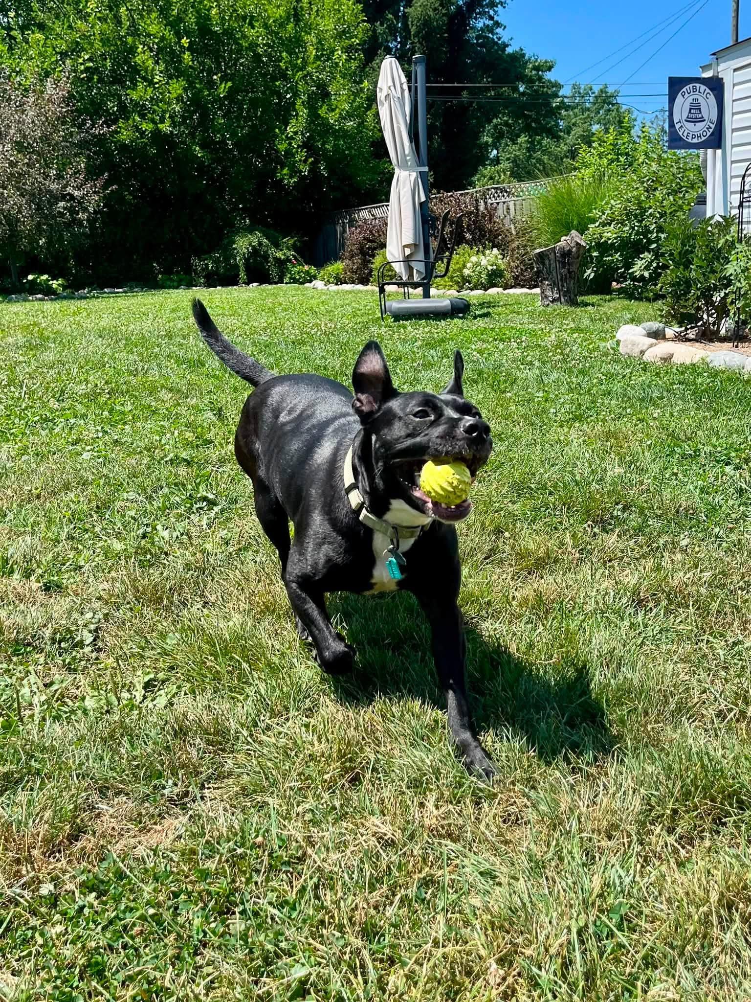 Aslan, an adoptable mixed breed in Cleveland, OH image 6/6
