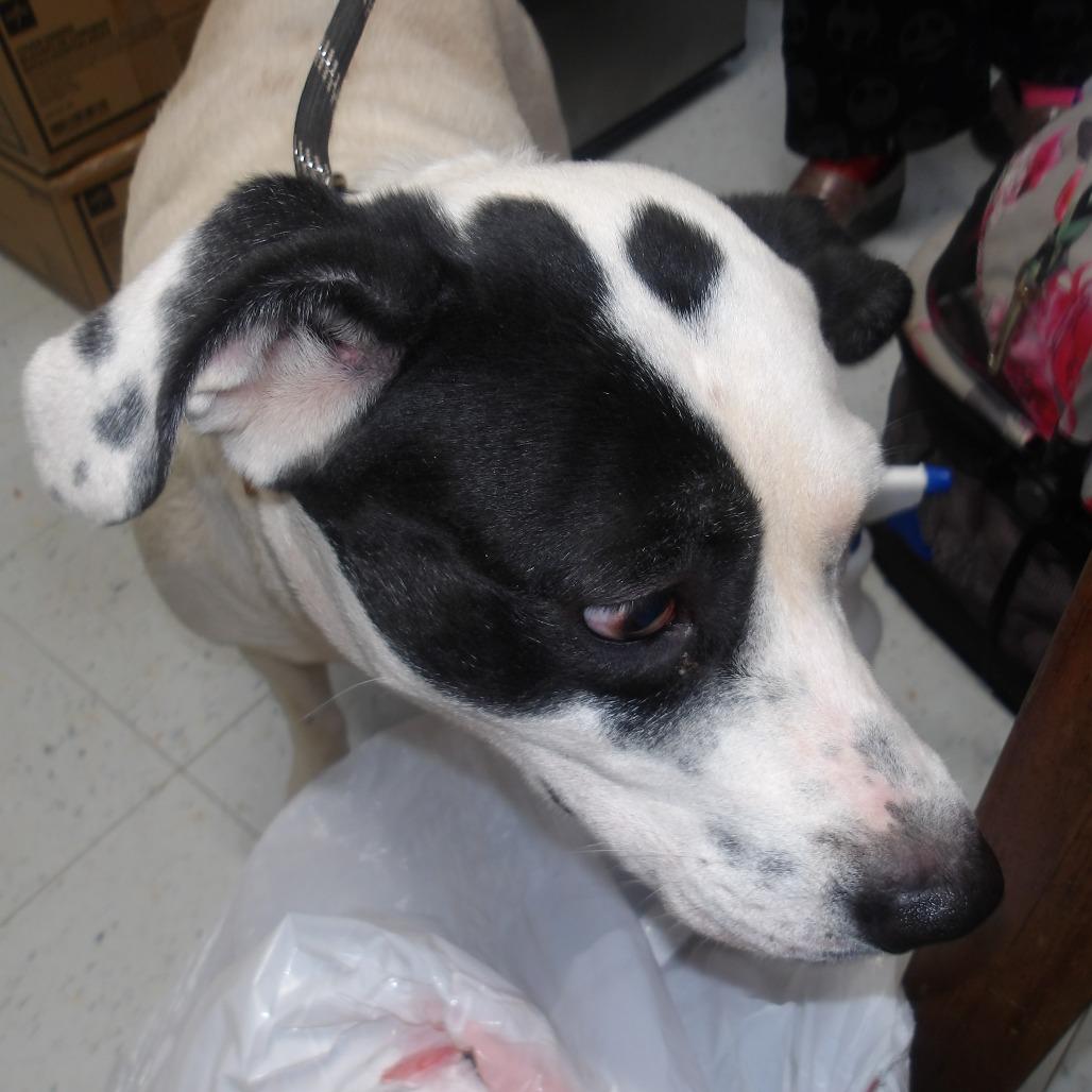 Lola(FKA Squeek), Adoptable, Senior Female Mixed Breed.