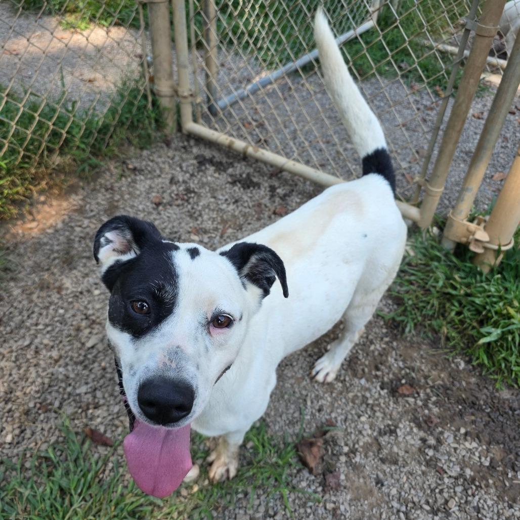 Enlarge Lola(FKA Squeek), a Adoptable Mixed Breed in Marble, NC image 2/2