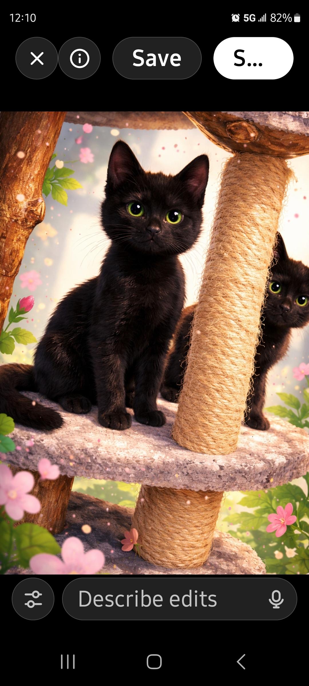 NYX and NOX, ADOPTABLE, Kitten Male Domestic Short Hair.