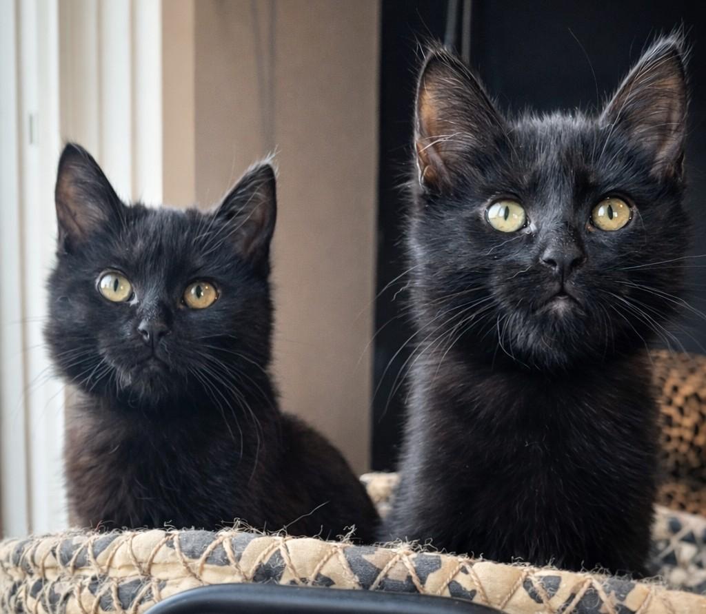 Enlarge NYX and NOX, an adopted Domestic Short Hair in Lebanon, TN image 2/3