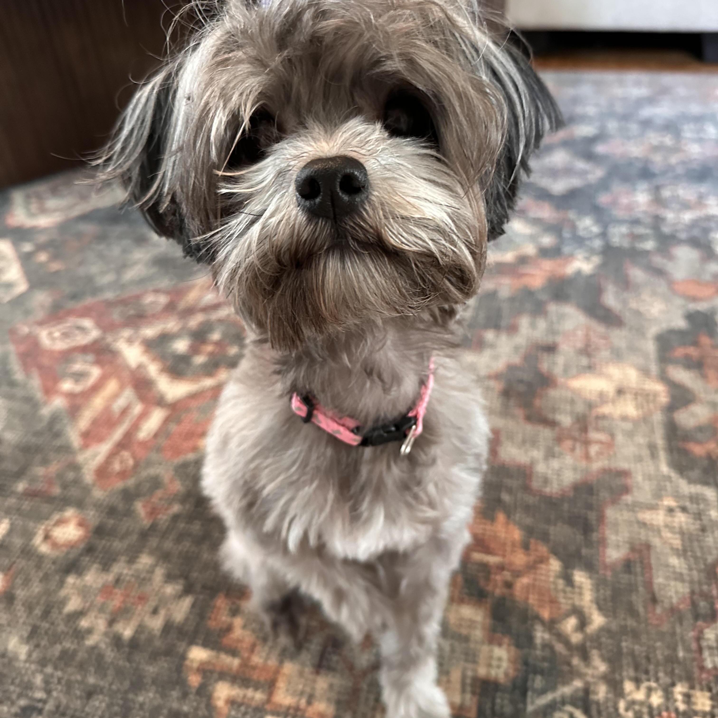Enlarge Roxy, a Adoptable Maltipoo in Matthews, NC image 2/3