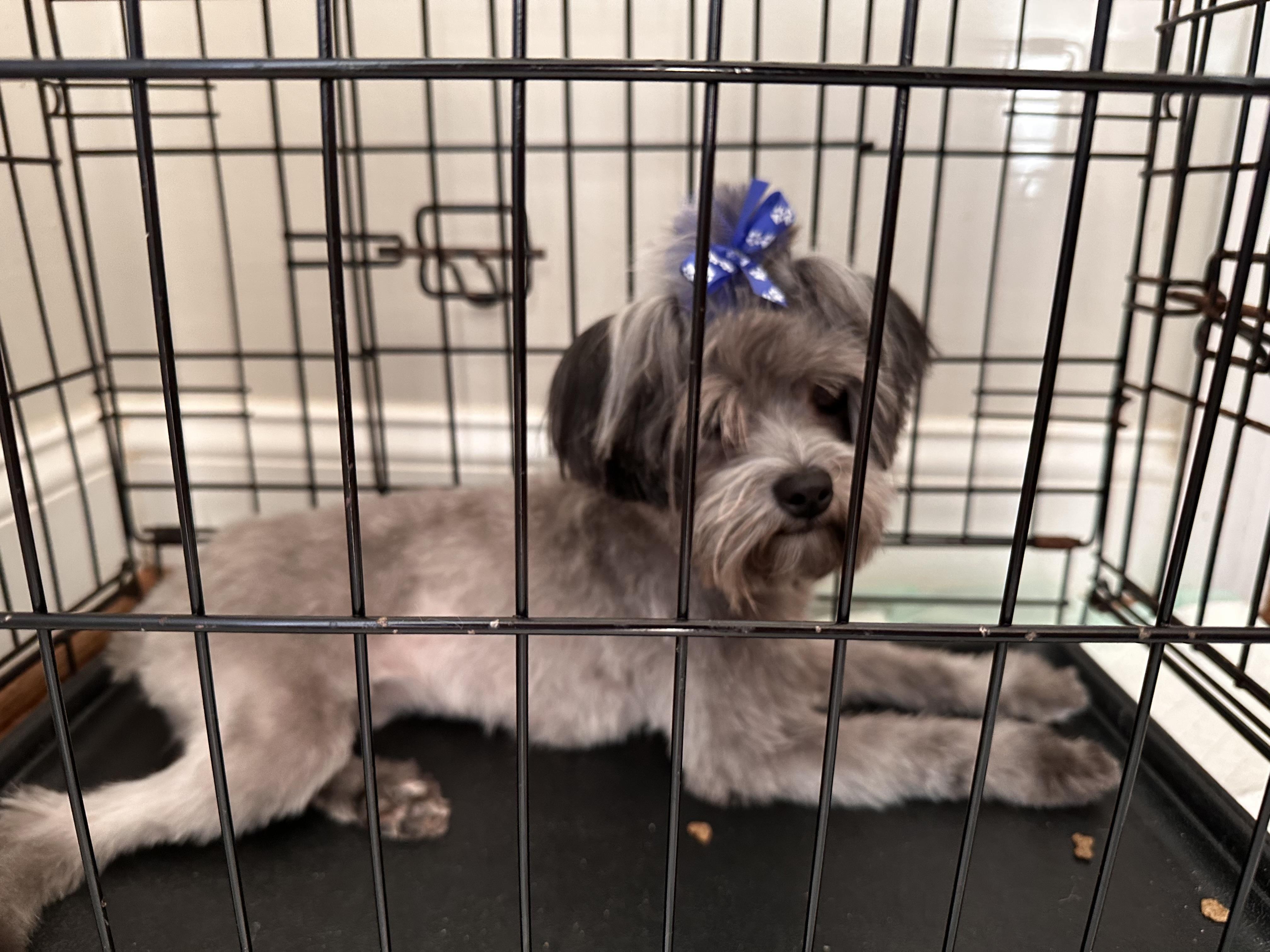 Enlarge Roxy, a Adoptable Maltipoo in Matthews, NC image 3/3