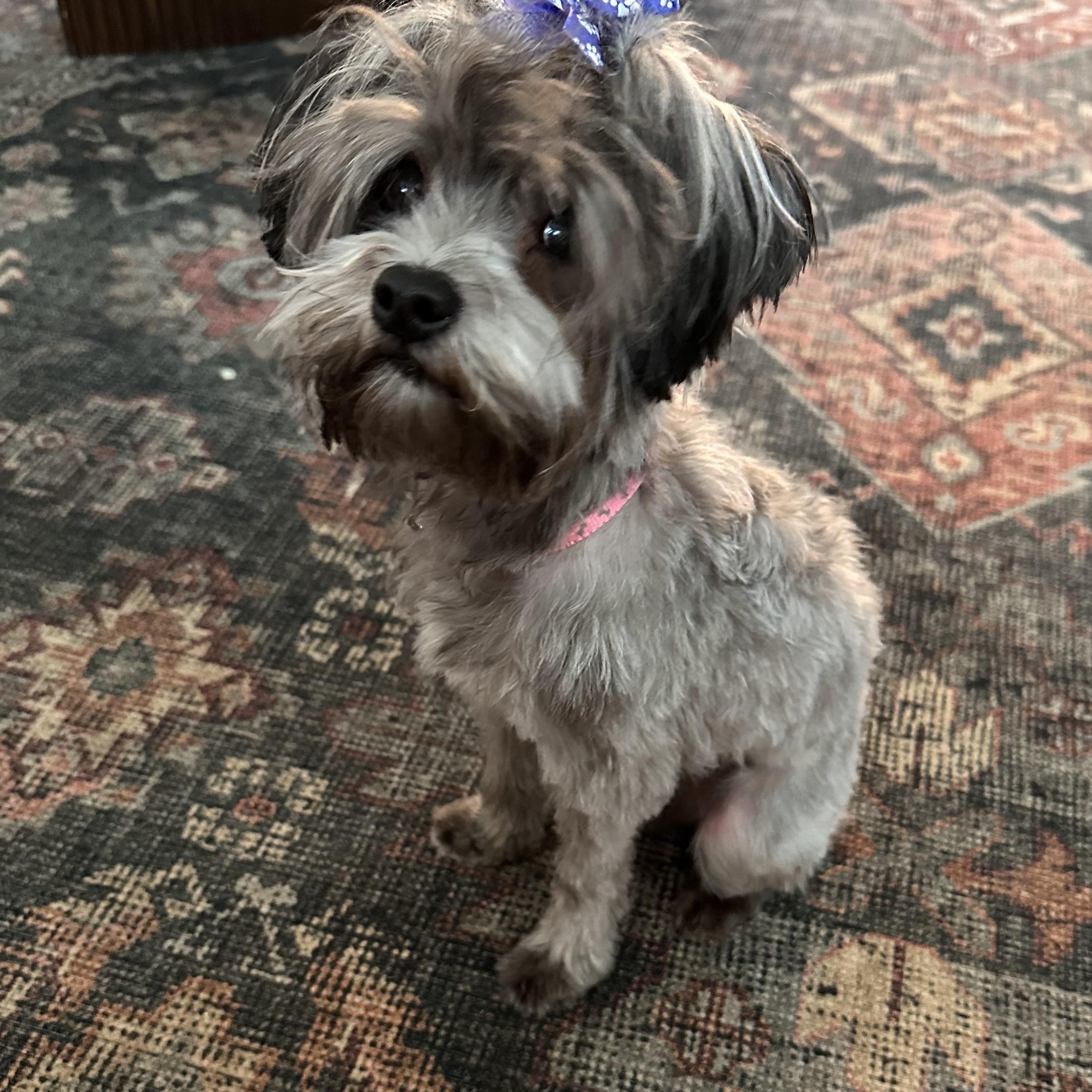 Enlarge Roxy, a Adoptable Maltipoo in Matthews, NC image 1/3