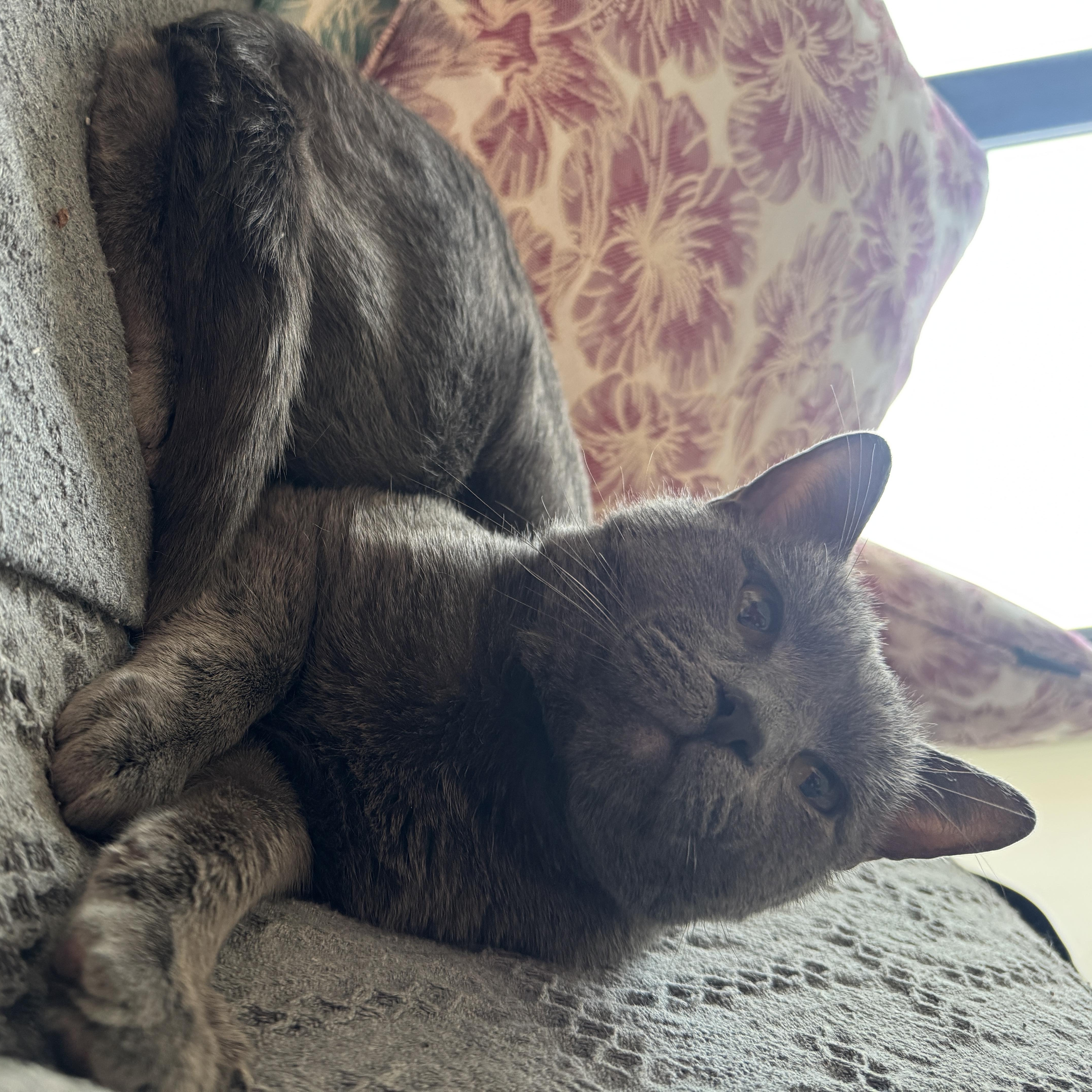 Enlarge Biscuit, an adopted mixed breed in Bayonne, NJ image 2/6