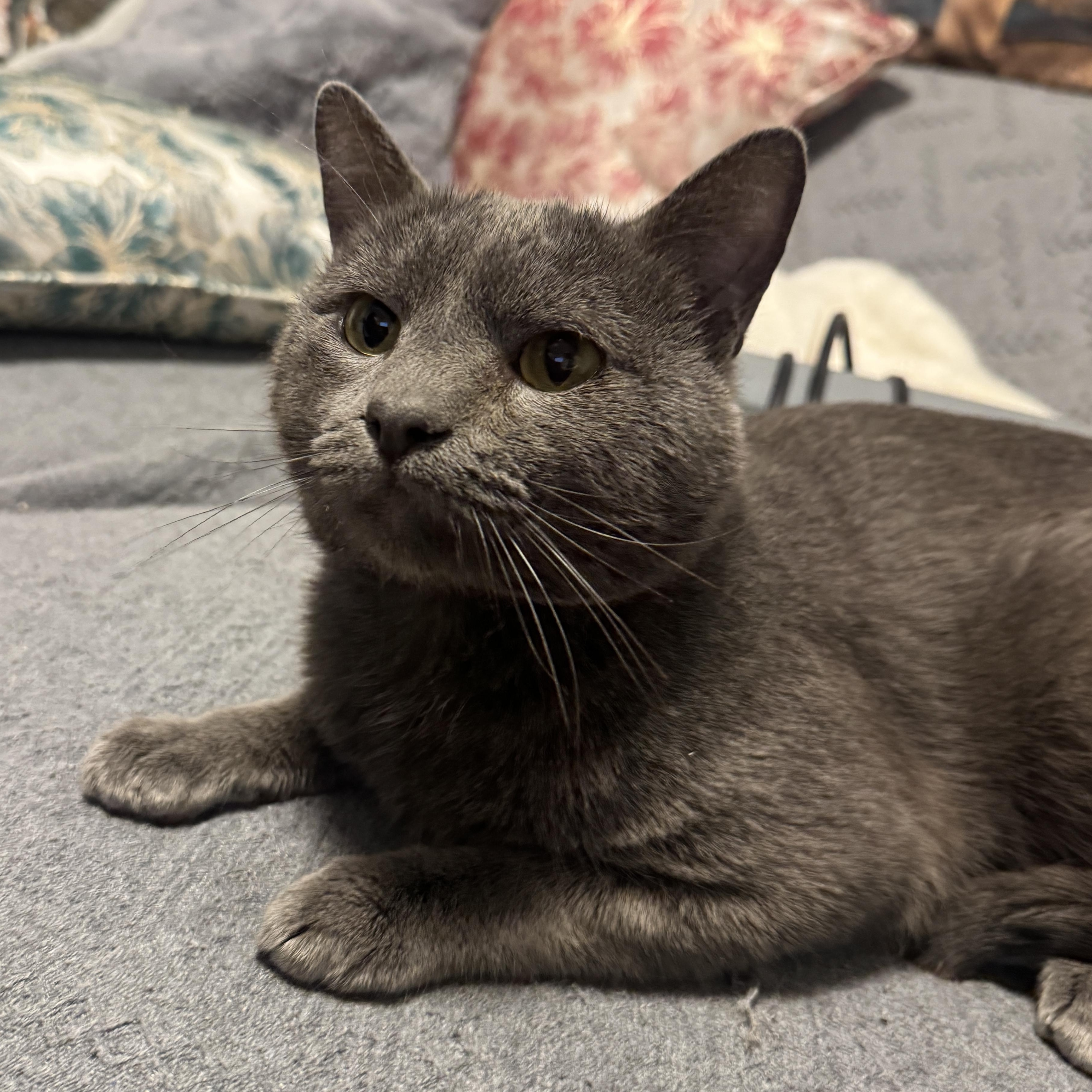 Enlarge Biscuit, an adopted mixed breed in Bayonne, NJ image 1/6