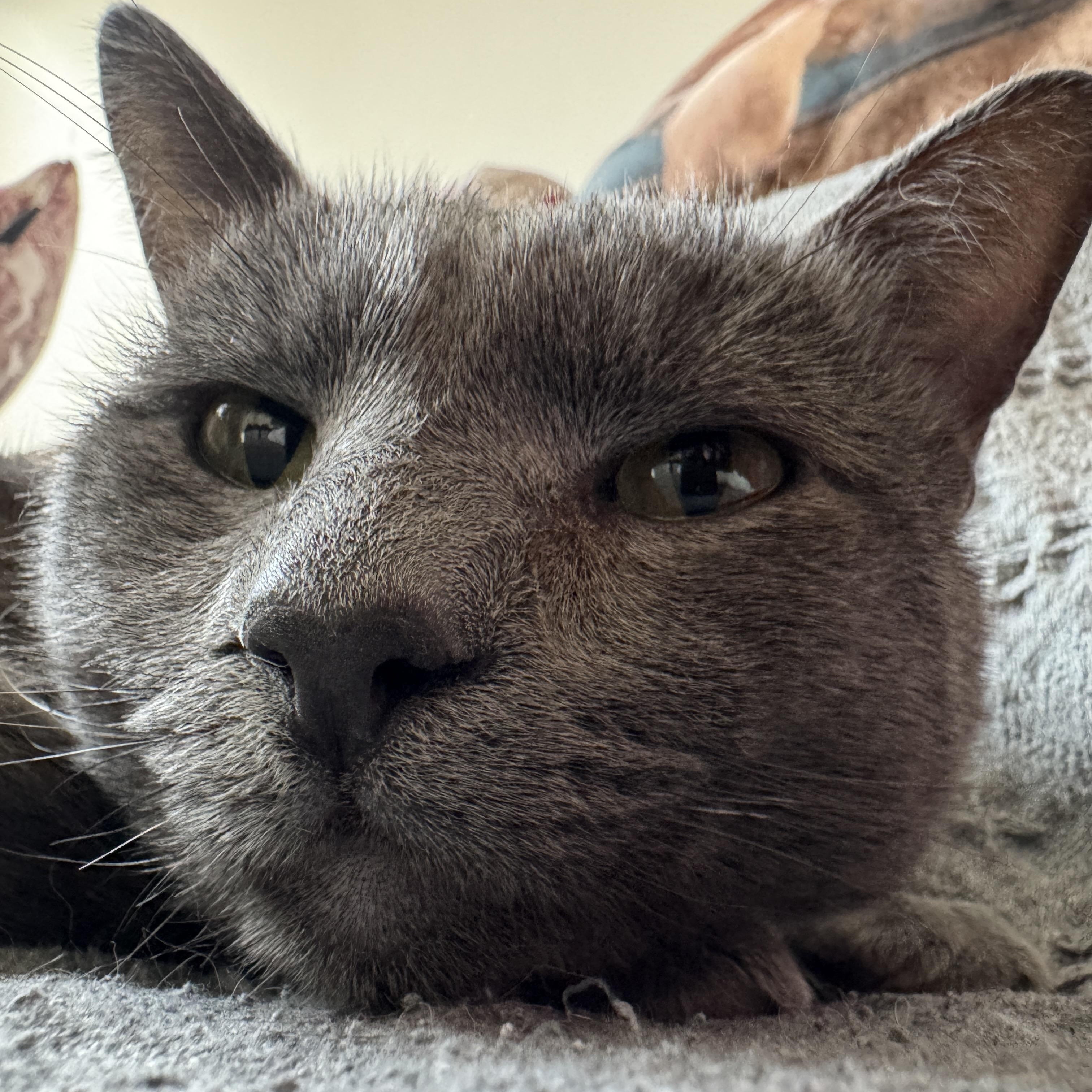 Enlarge Biscuit, an adopted mixed breed in Bayonne, NJ image 3/6