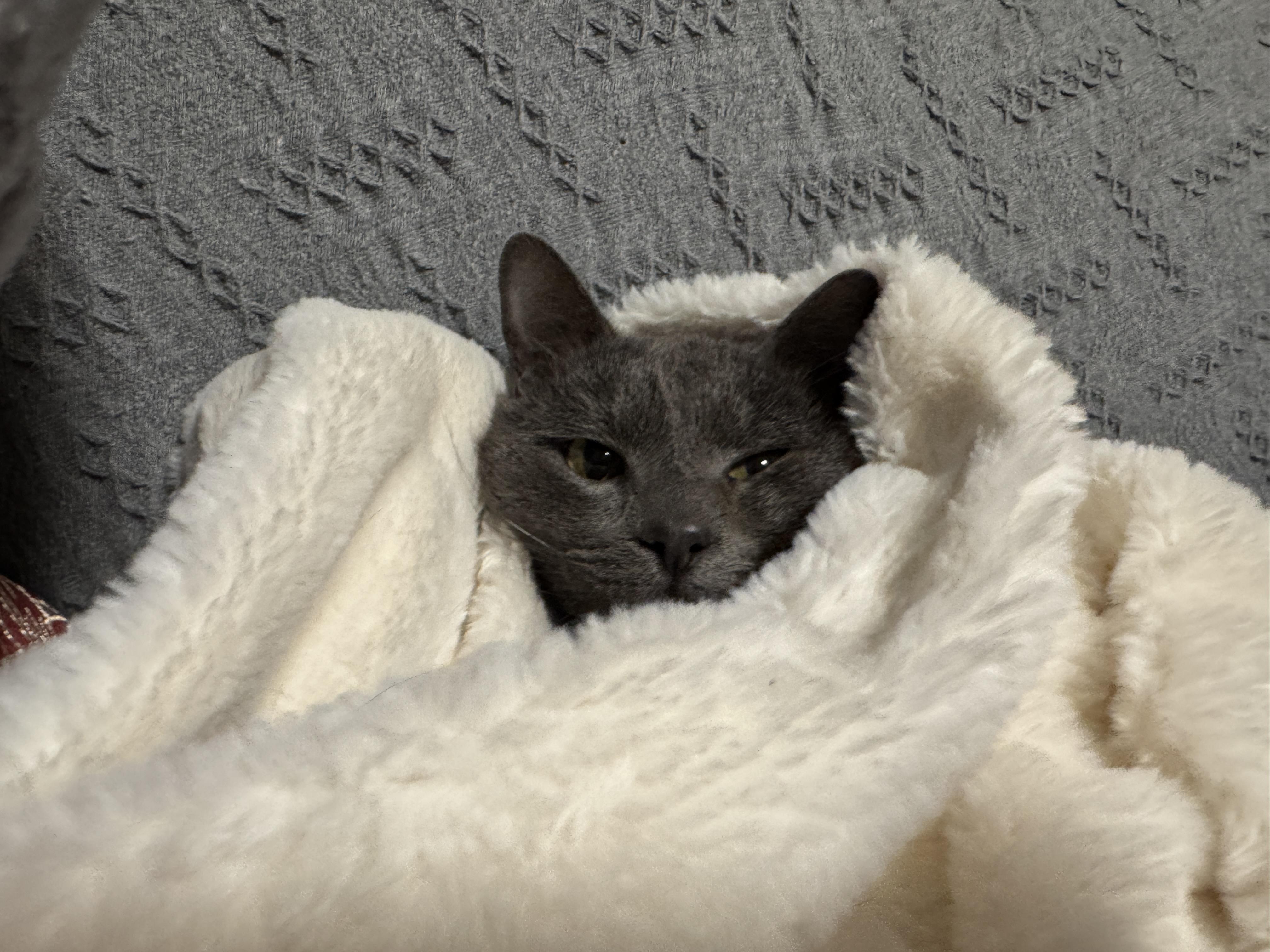 Enlarge Biscuit, an adopted mixed breed in Bayonne, NJ image 4/6