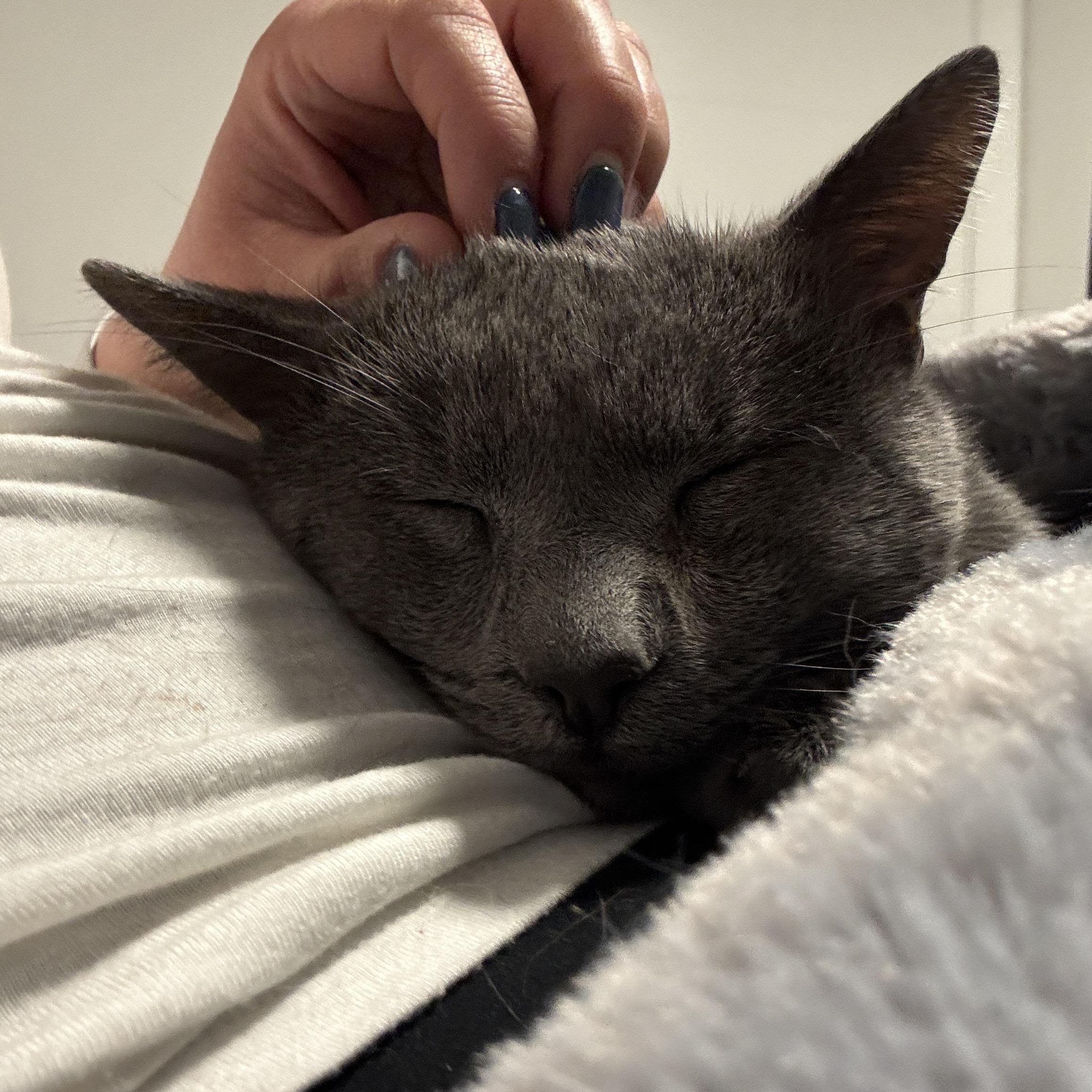 Enlarge Biscuit, an adopted mixed breed in Bayonne, NJ image 6/6